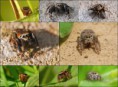 /album/salticidae/evarcha-arcuata1-postcard-jpg/